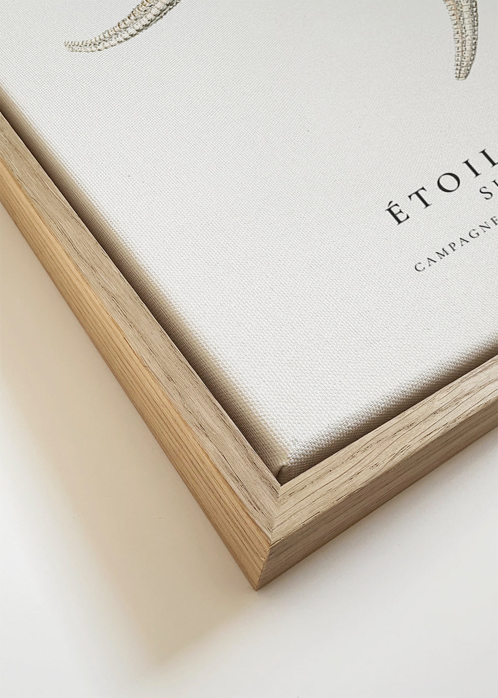 Starfish (Étoile de mer) II - Sealife Collection