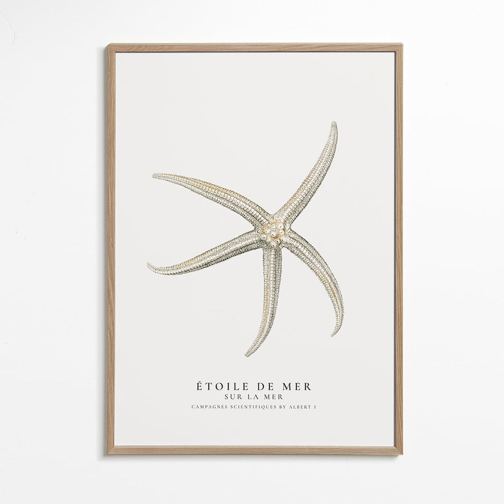 Starfish (Étoile de mer) II - Sealife Collection