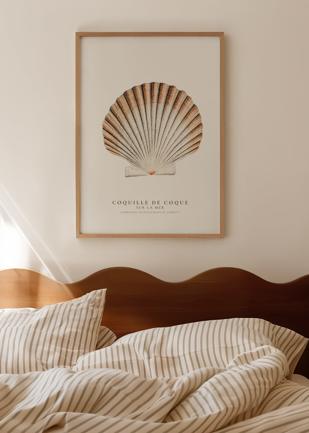 Seashell (coquille de coque) - Sealife Collection - Framed poster in an interior