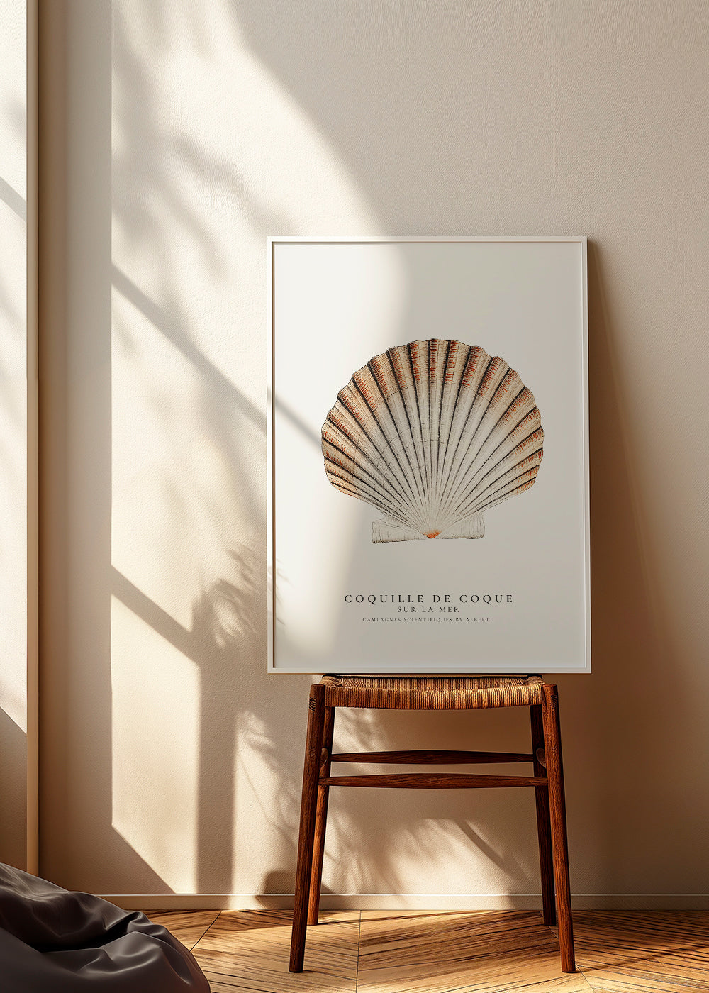 Seashell (coquille de coque) - Sealife Collection