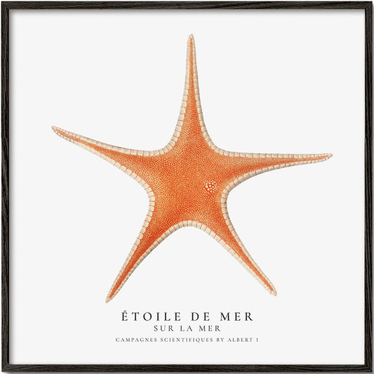 Starfish (Étoile de mer) I - Sealife Collection - SQUARE