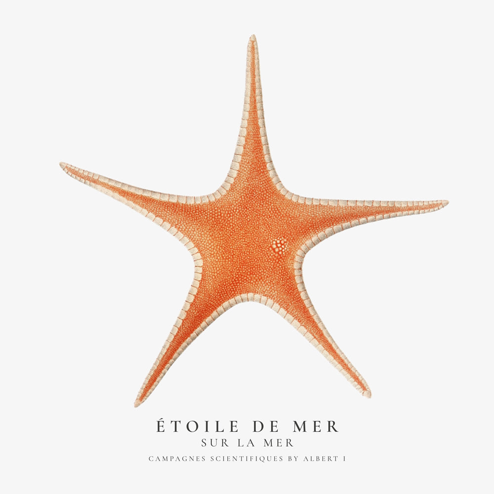 Starfish (Étoile de mer) I - Sealife Collection - SQUARE