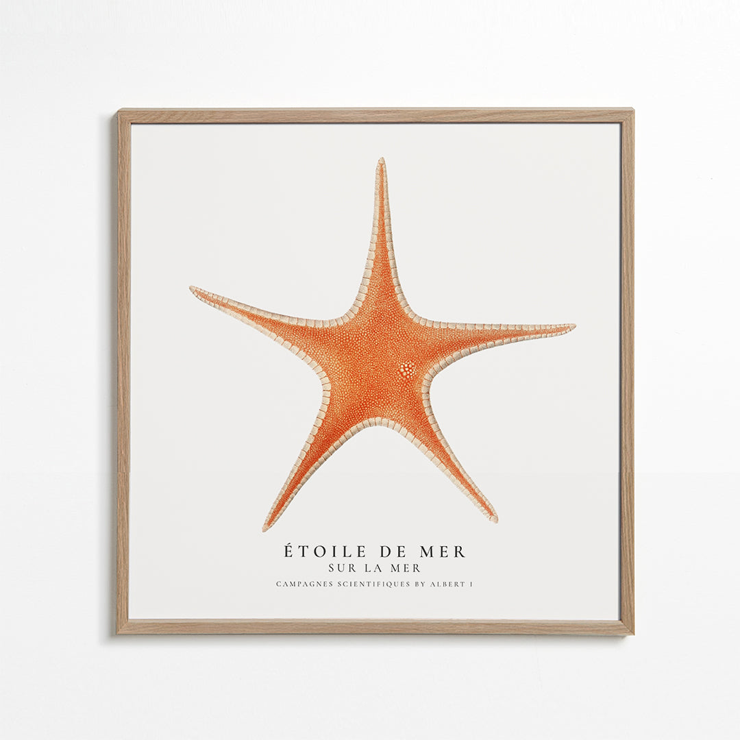 Starfish (Étoile de mer) I - Sealife Collection - SQUARE