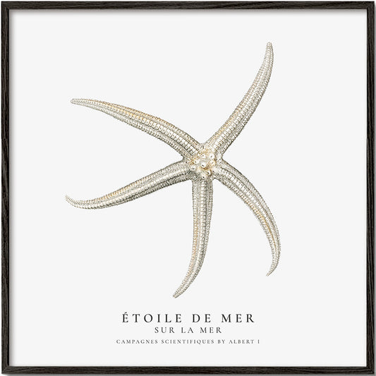 Starfish (Étoile de mer) II - Sealife Collection - SQUARE