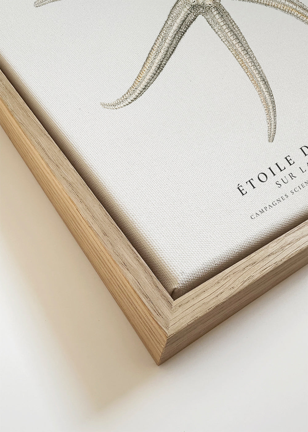 Starfish (Étoile de mer) II - Sealife Collection - SQUARE