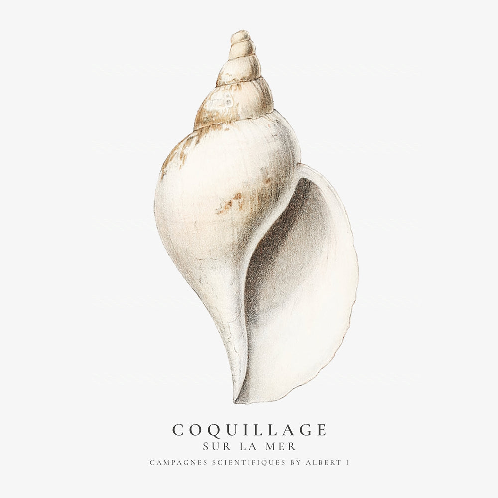 The gastropod shell (Coquillage) - Sealife Collection - SQUARE