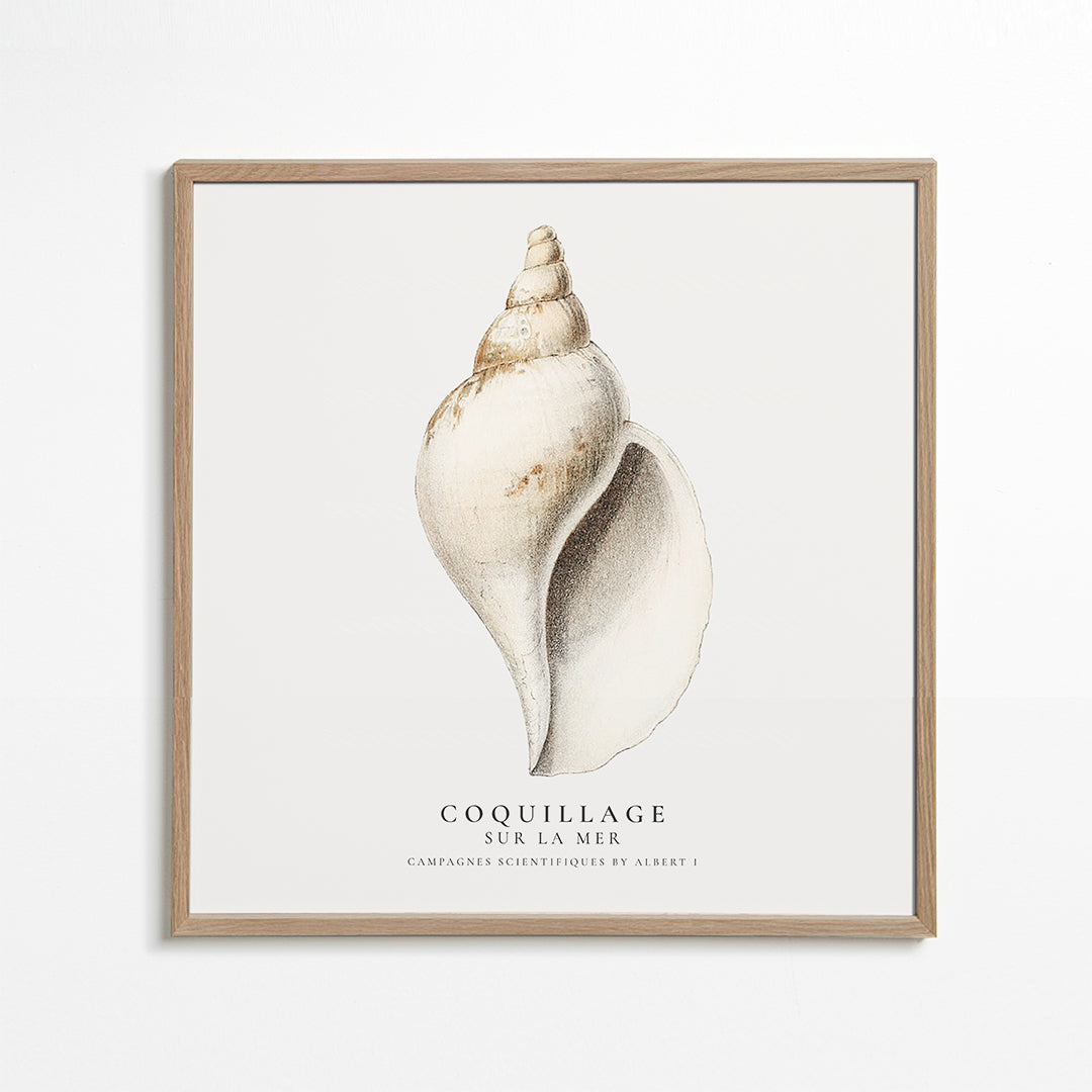 The gastropod shell (Coquillage) - Sealife Collection - SQUARE