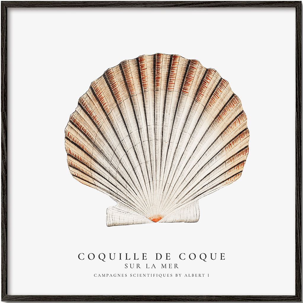 Seashell (coquille de coque) - Sealife Collection - SQUARE