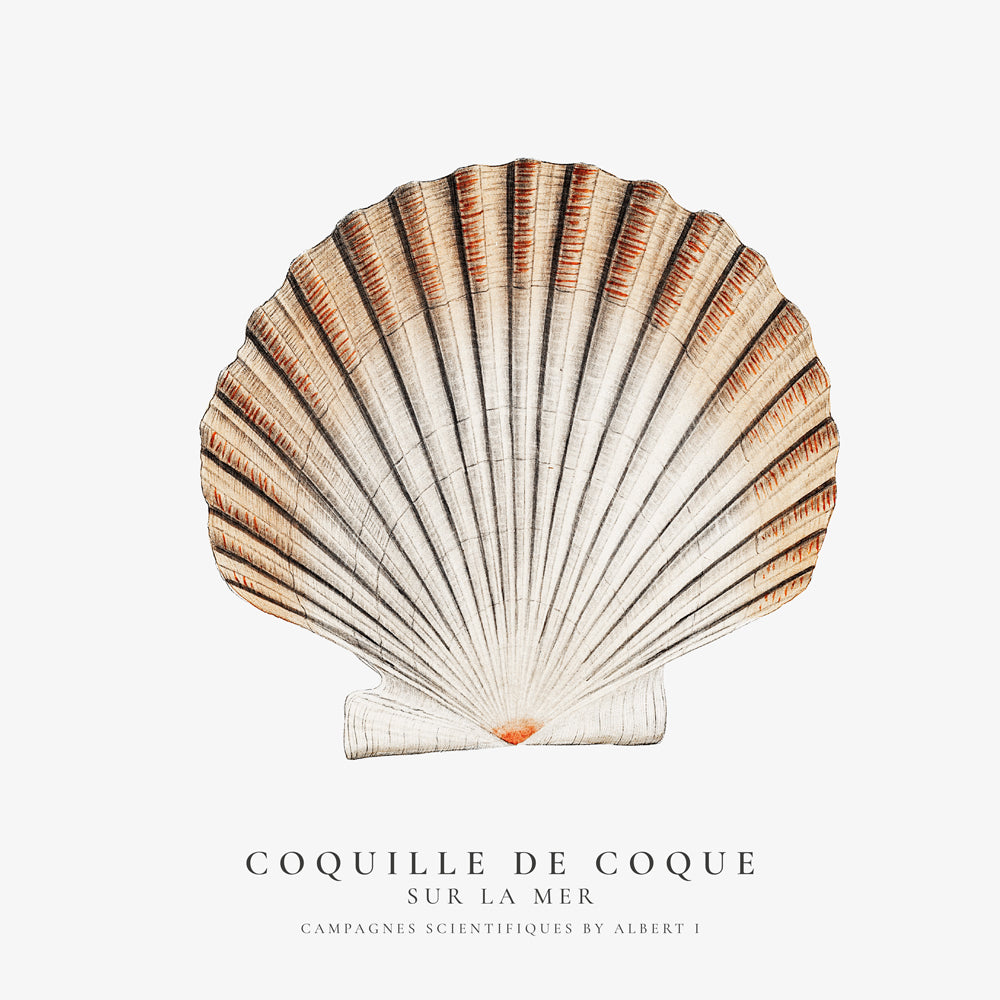 Seashell (coquille de coque) - Sealife Collection - SQUARE