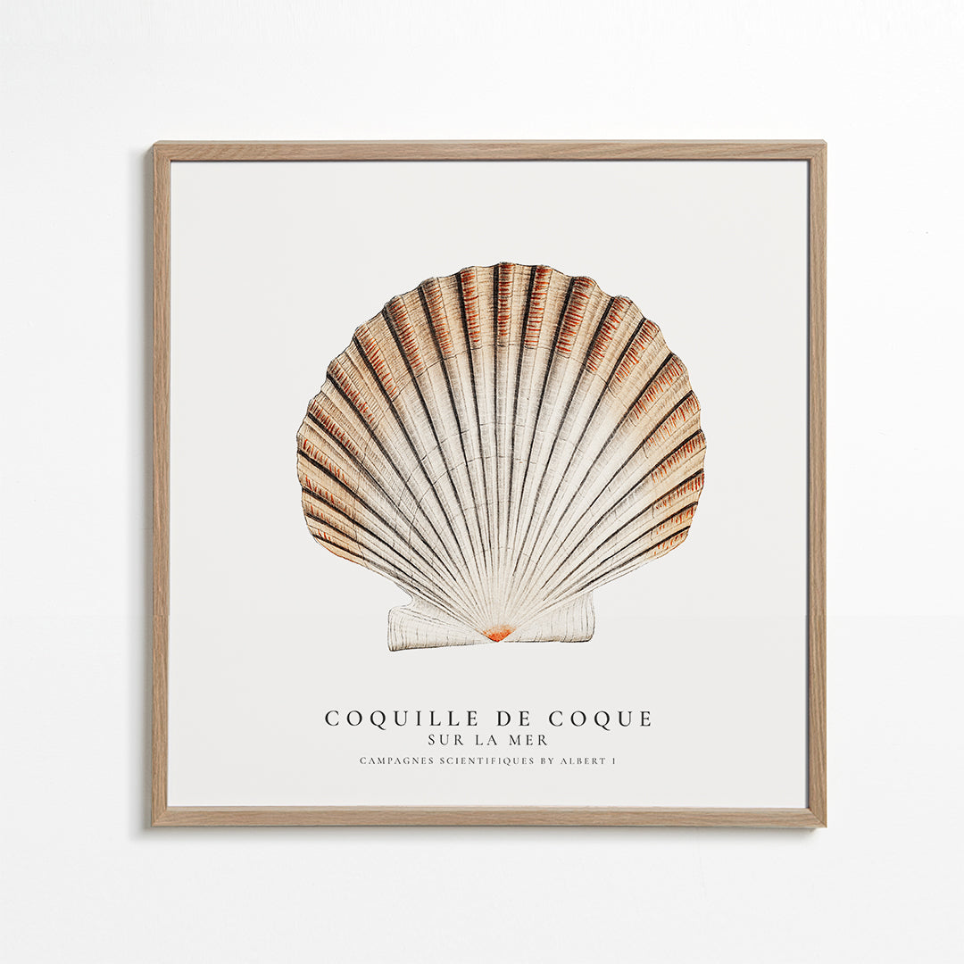 Seashell (coquille de coque) - Sealife Collection - SQUARE