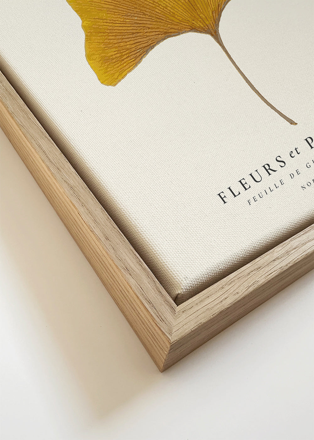 Botanical, Fleurs et plantes -Ginkgo biloba leaf - SQUARE