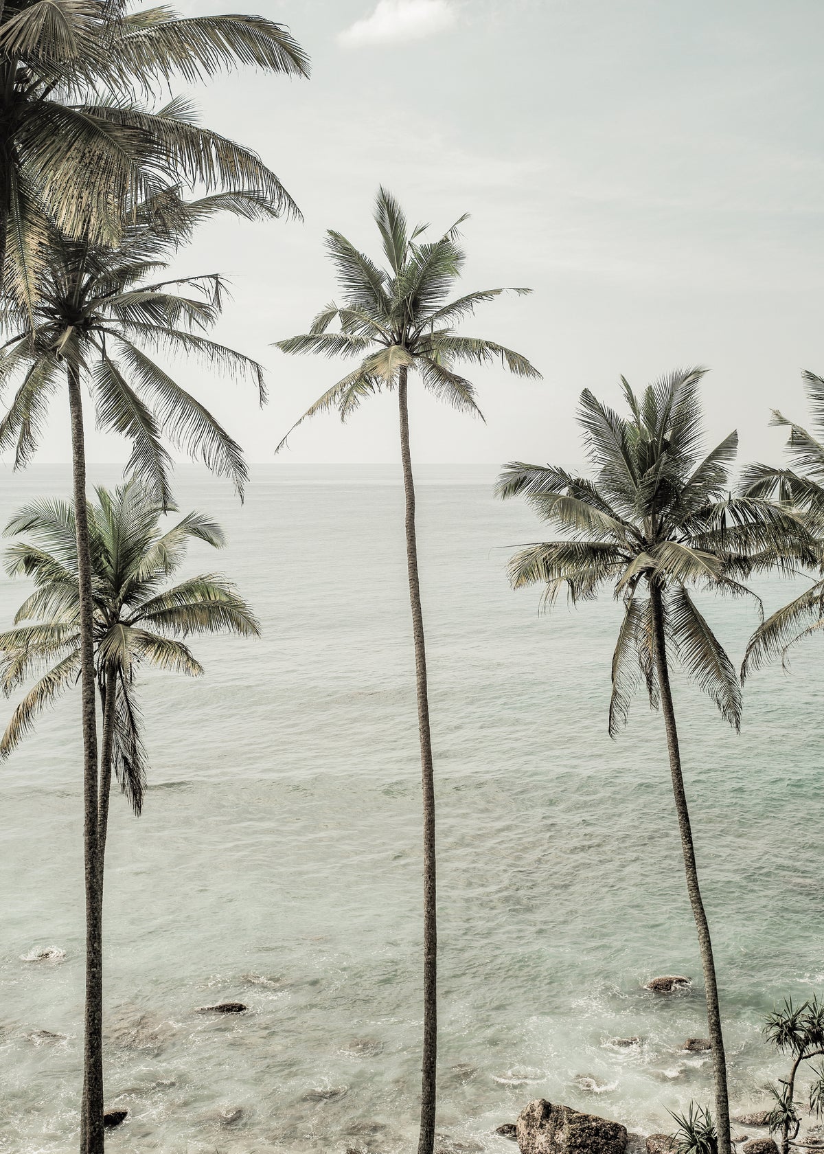 Tropical Dreams - Unframed art print