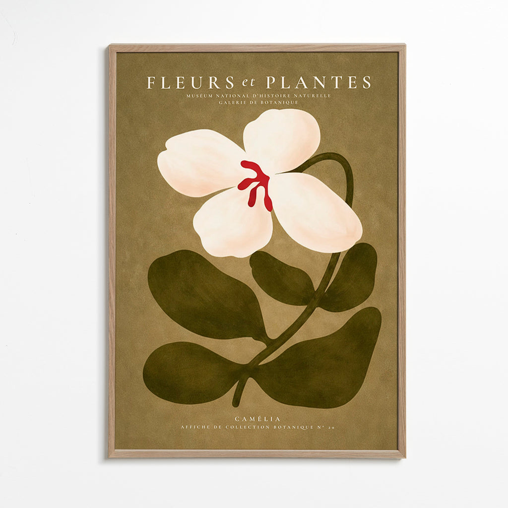 Impression botanique: camélia blanc sur fond olive