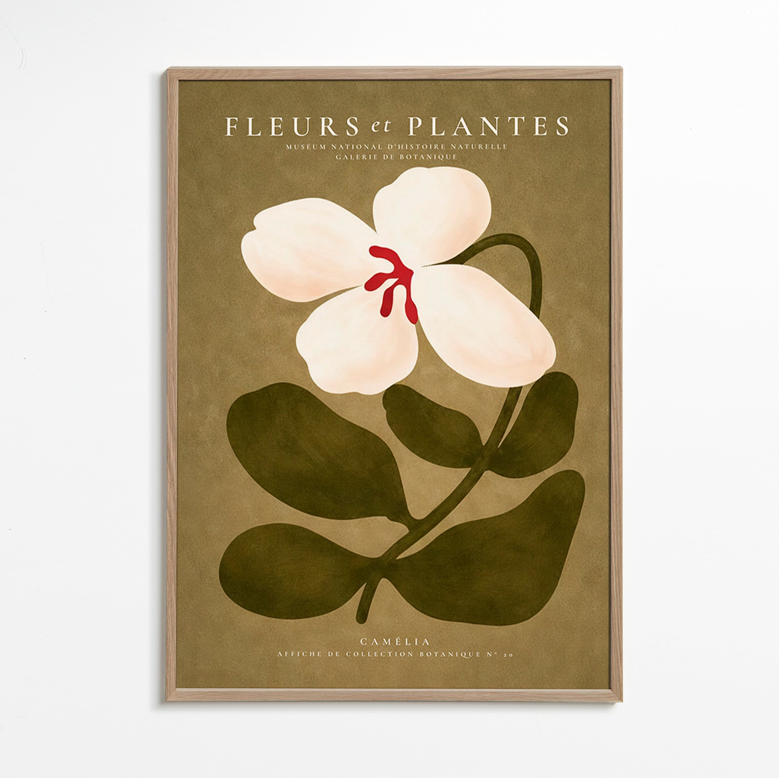 Impression botanique: camélia blanc sur fond olive