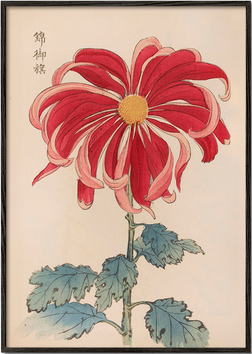 Impression botanique chrysanthème japonais rouge