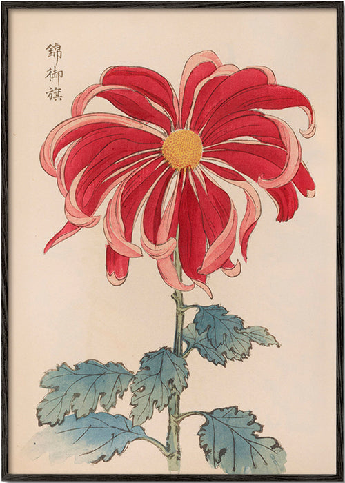Impression botanique chrysanthème japonais rouge