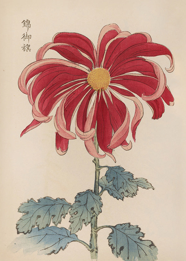 Impression botanique chrysanthème japonais rouge