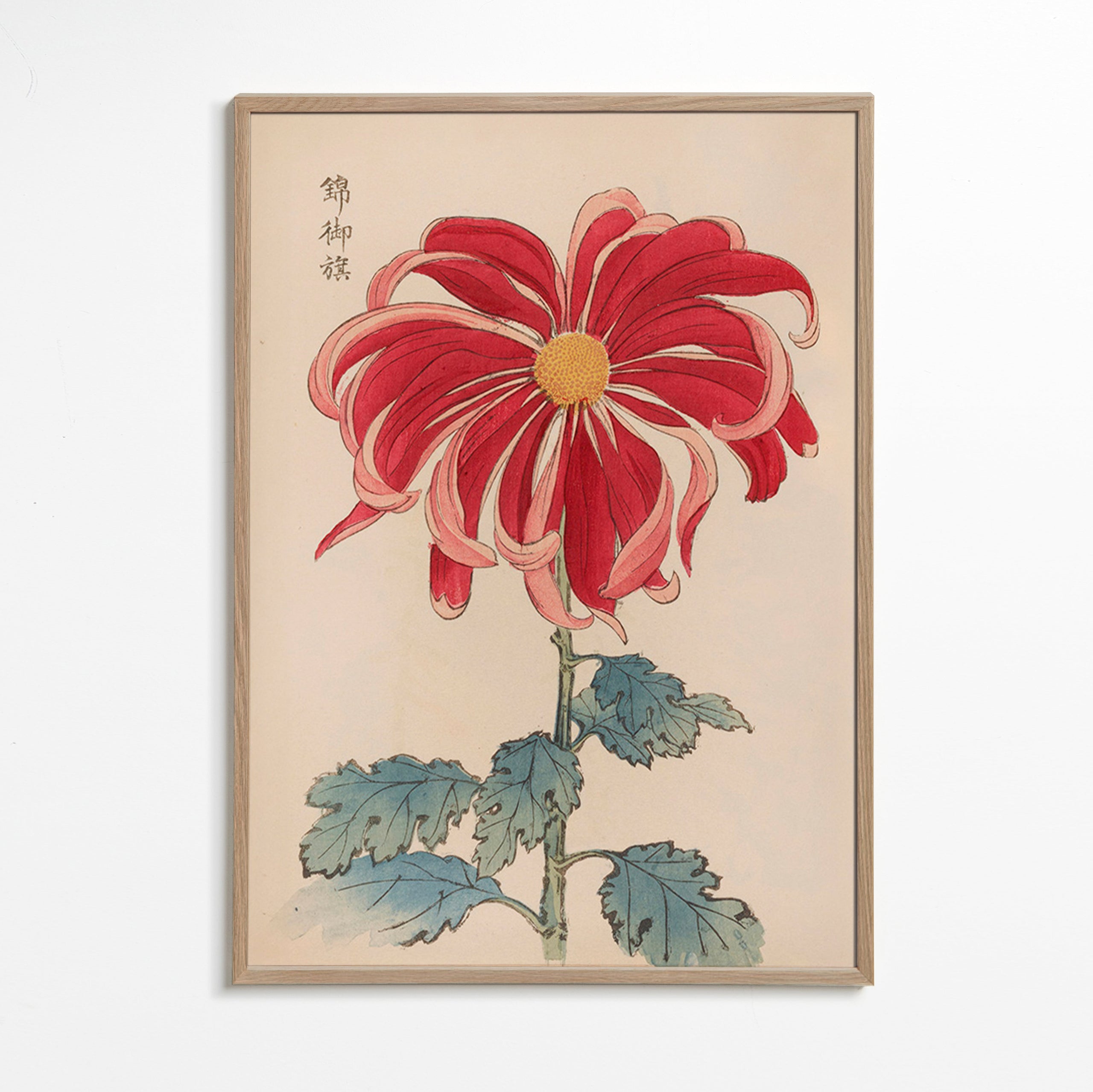 Impression botanique chrysanthème japonais rouge