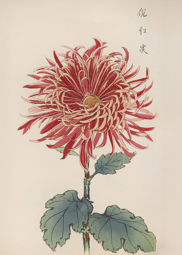 Impression botanique chrysanthème rouge détaillé