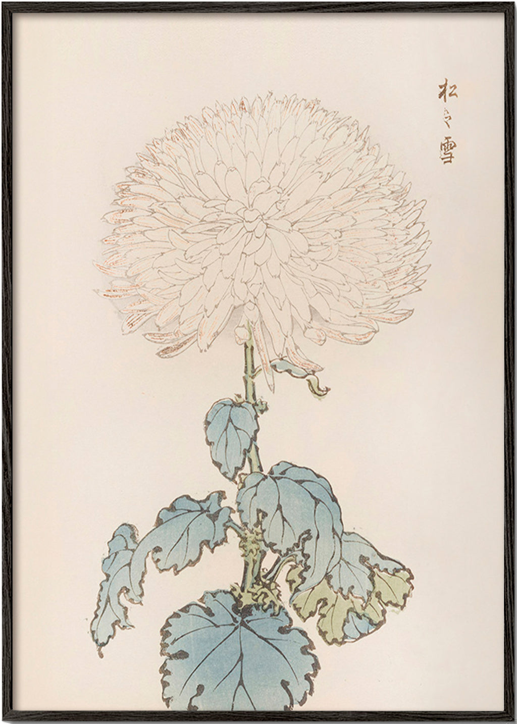 Impression botanique: étude du chrysanthème japonais