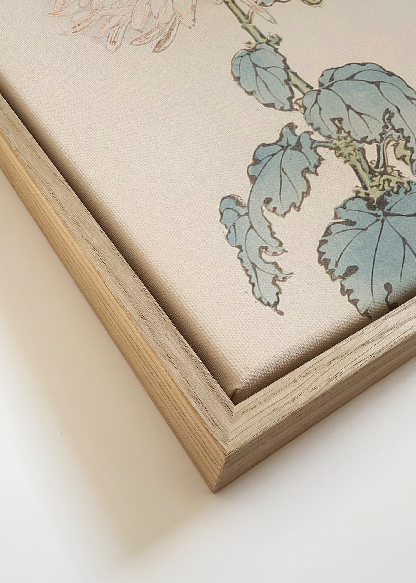 Impression botanique: étude du chrysanthème japonais