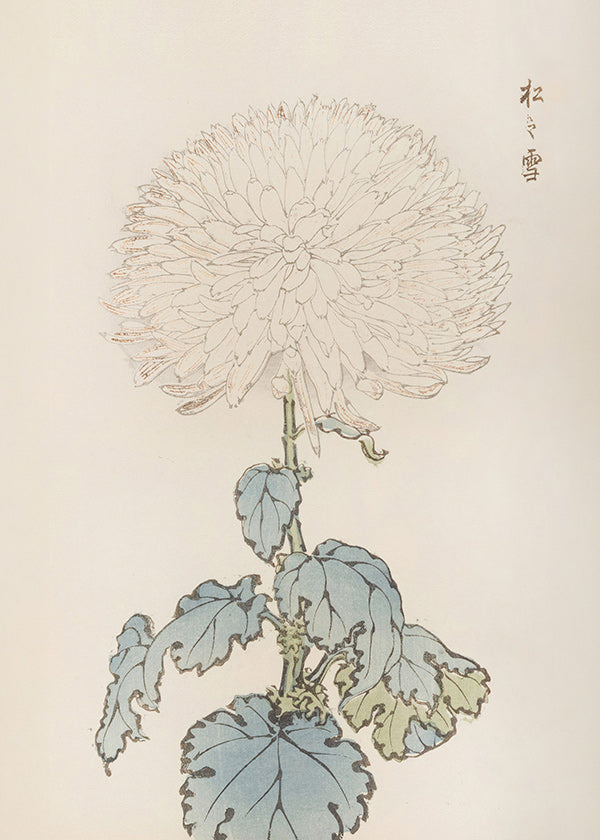 Impression botanique: étude du chrysanthème japonais
