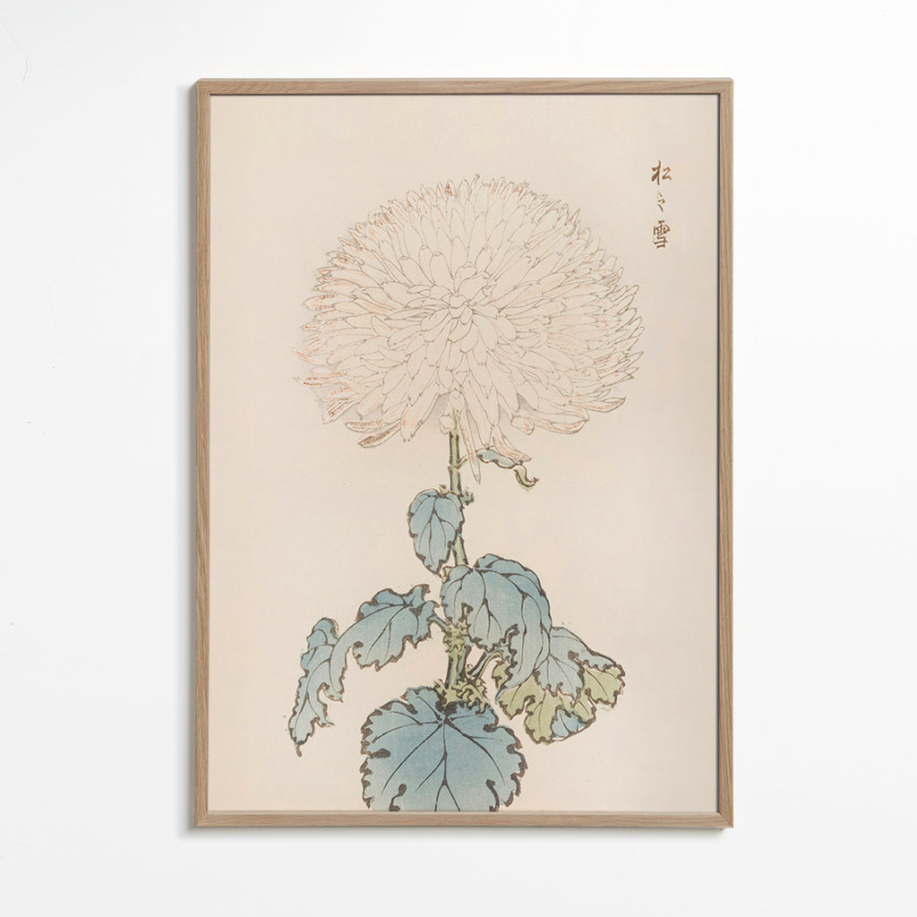Impression botanique: étude du chrysanthème japonais