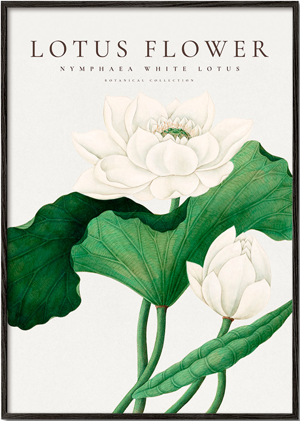 Impression botanique Lotus blanc détail