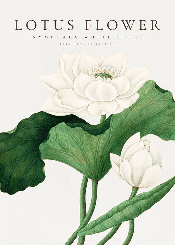 Impression botanique Lotus blanc détail