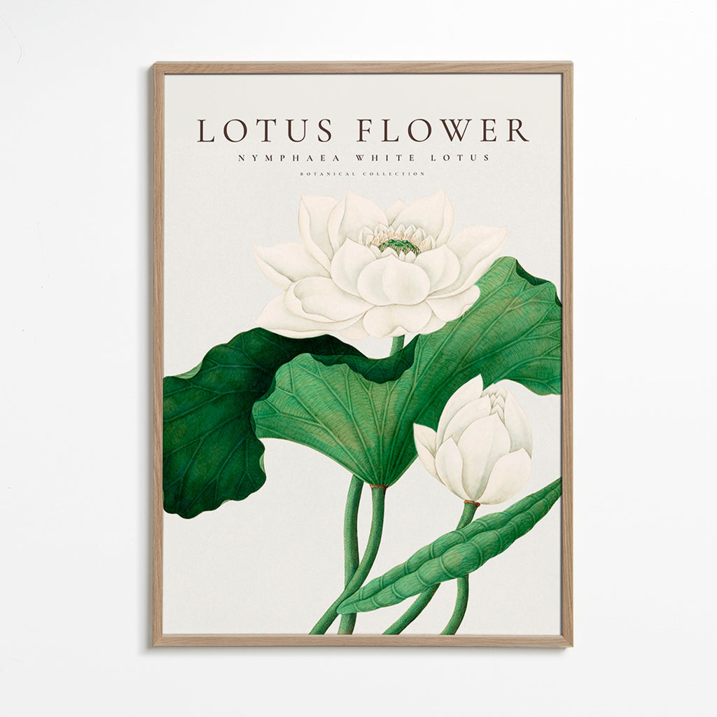 Impression botanique Lotus blanc détail