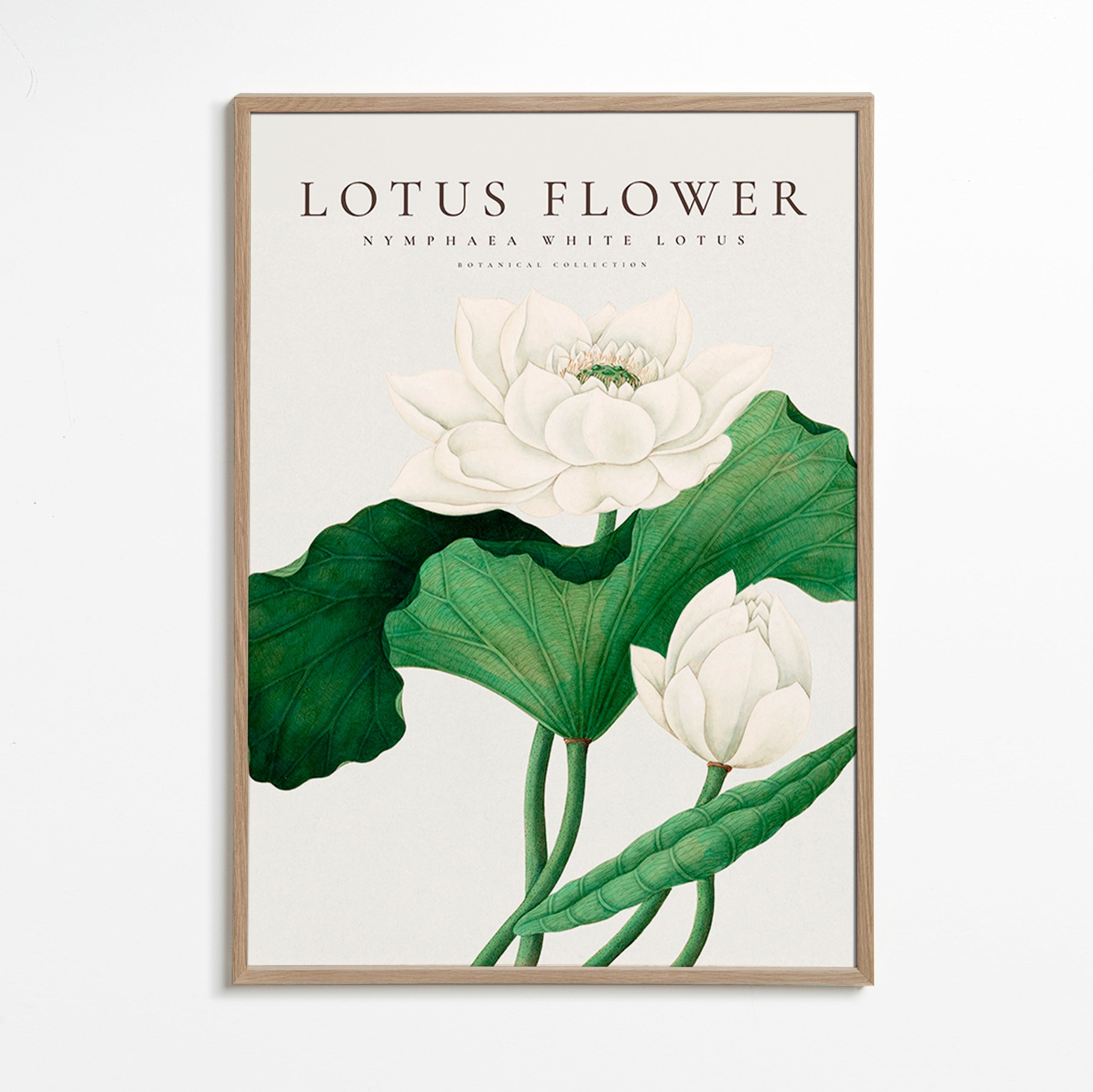 Impression botanique Lotus blanc détail