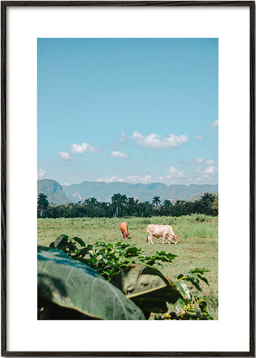 Art de paysage : champs avec vaches y ciel vaste