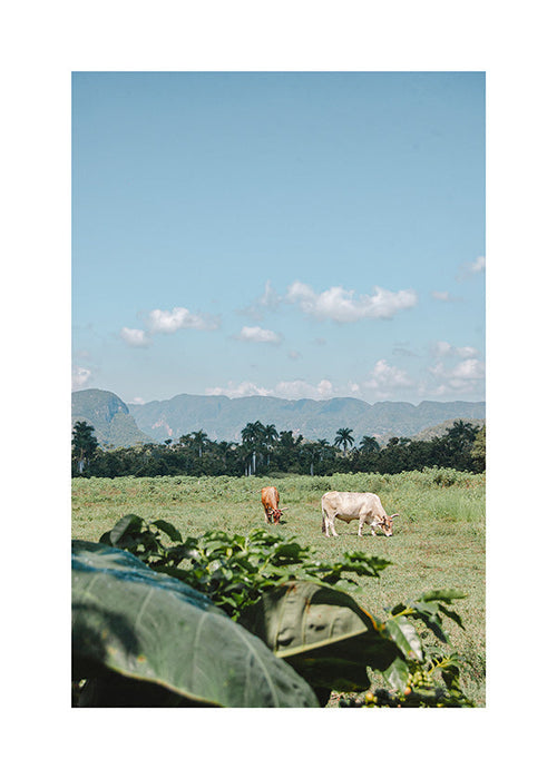 Art de paysage : champs avec vaches y ciel vaste