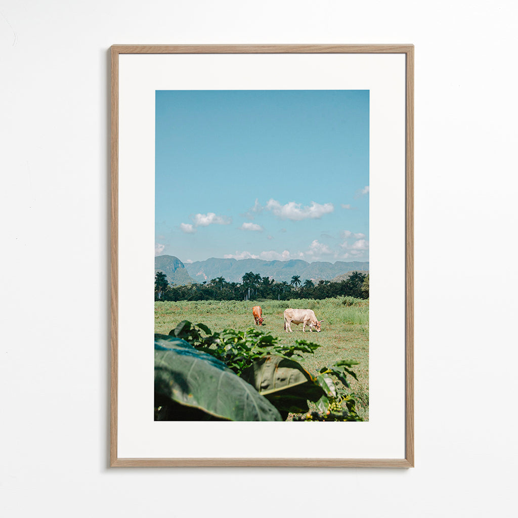 Art de paysage : champs avec vaches y ciel vaste