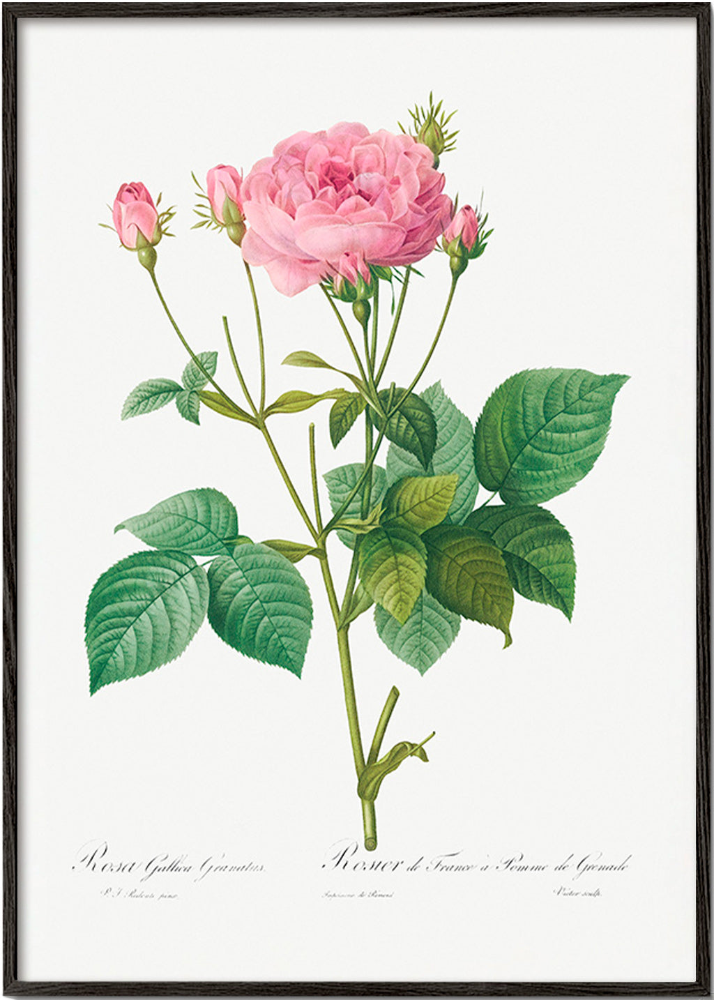 Lámina botánica Rosa Gallica – Black Frame