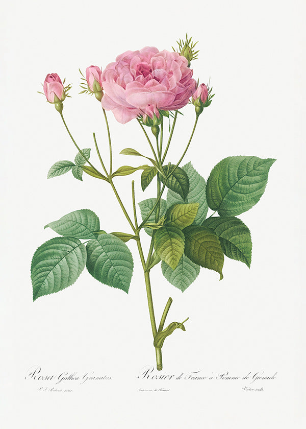 Lámina botánica Rosa Gallica