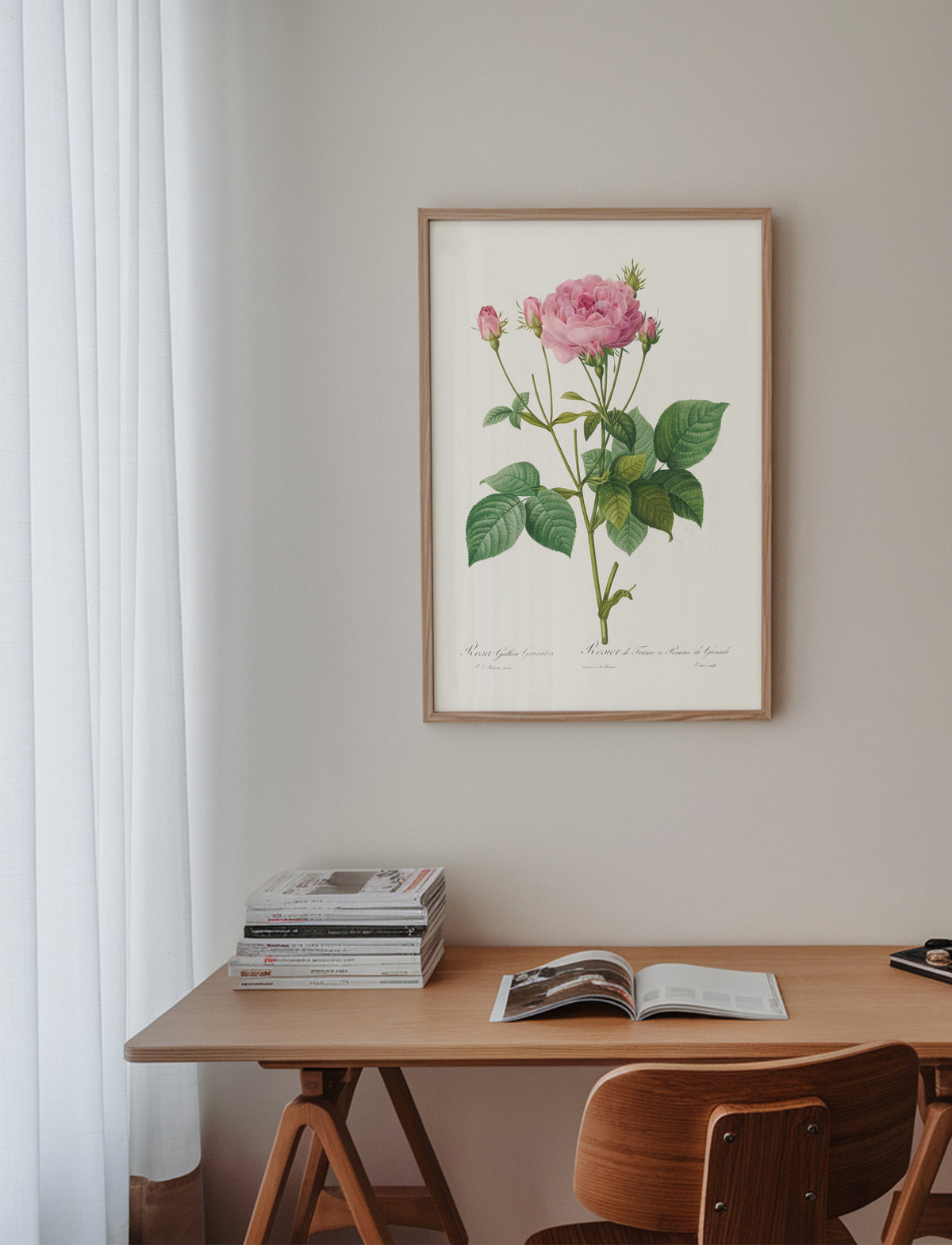 Rosa Gallica Granules - Framed poster in an interior