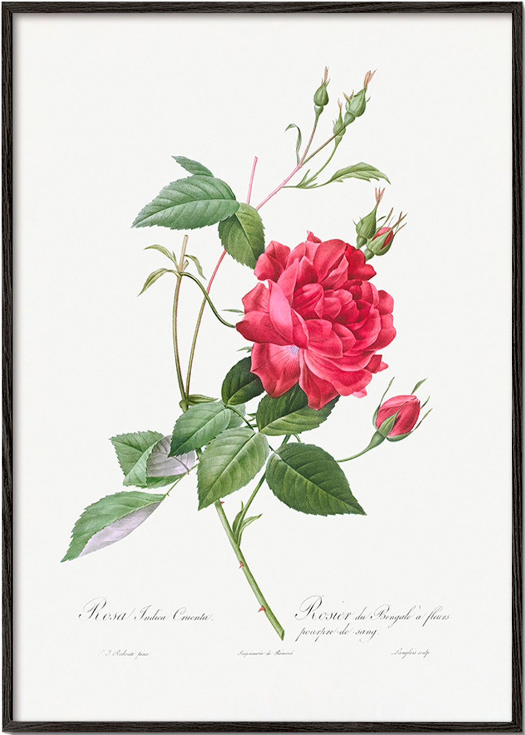 Lámina botánica con rosa roja en primer plano – Black Frame