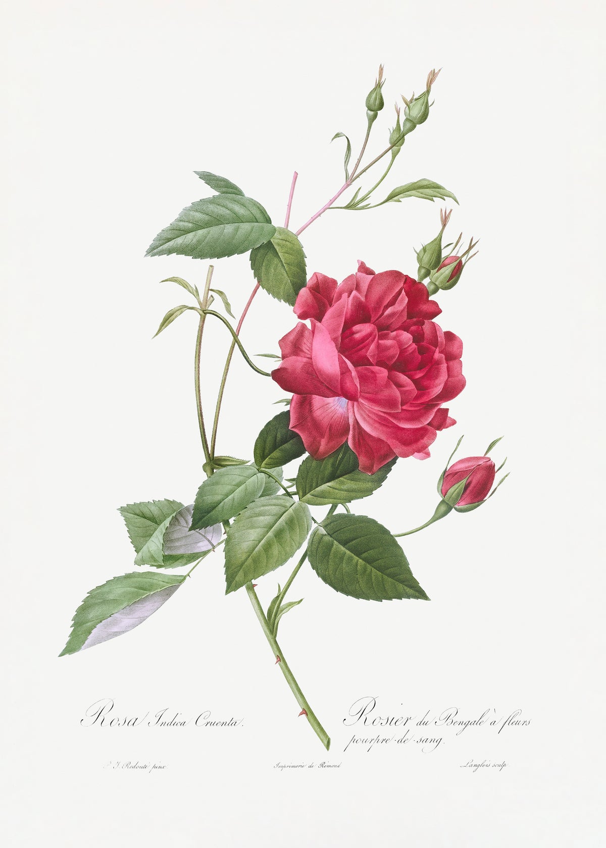 Blood Red Bengal Rose - Unframed art print