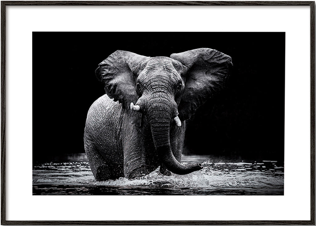 Cuadro elefante en agua, retrato en blanco y negro – Black Frame
