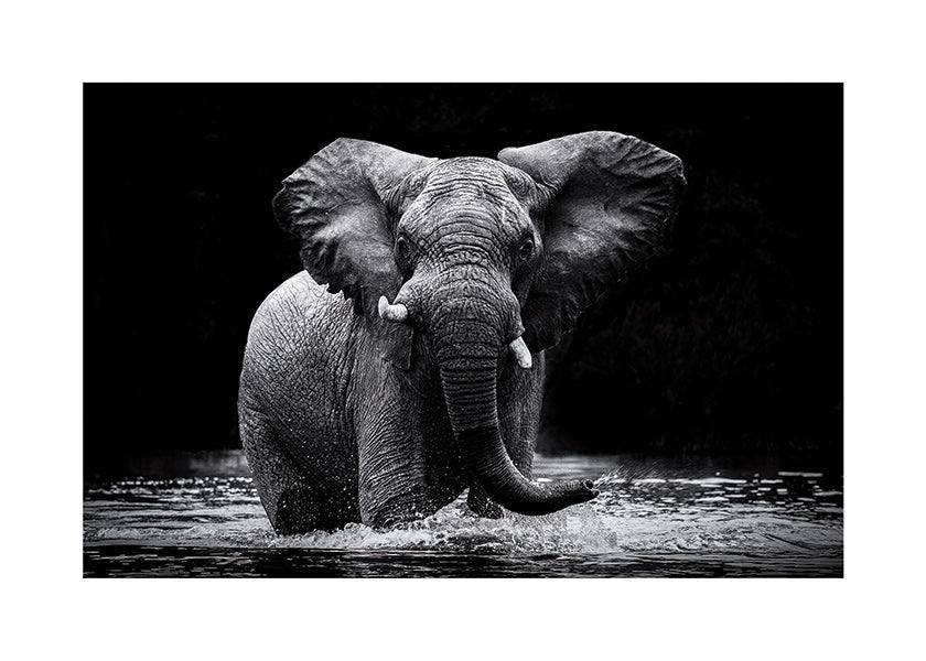 Cuadro elefante en agua, retrato en blanco y negro