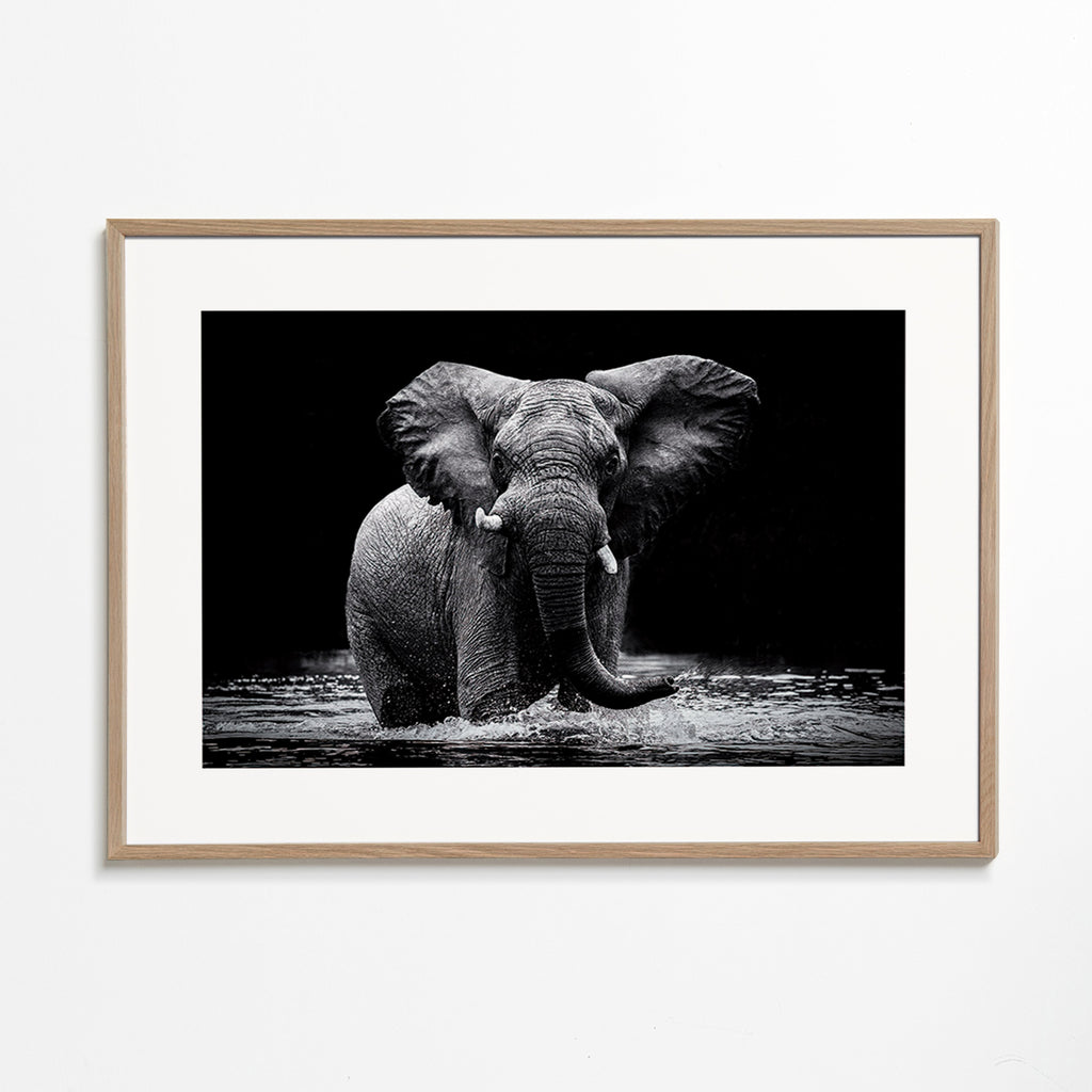 Cuadro elefante en agua, retrato en blanco y negro – Oak Frame