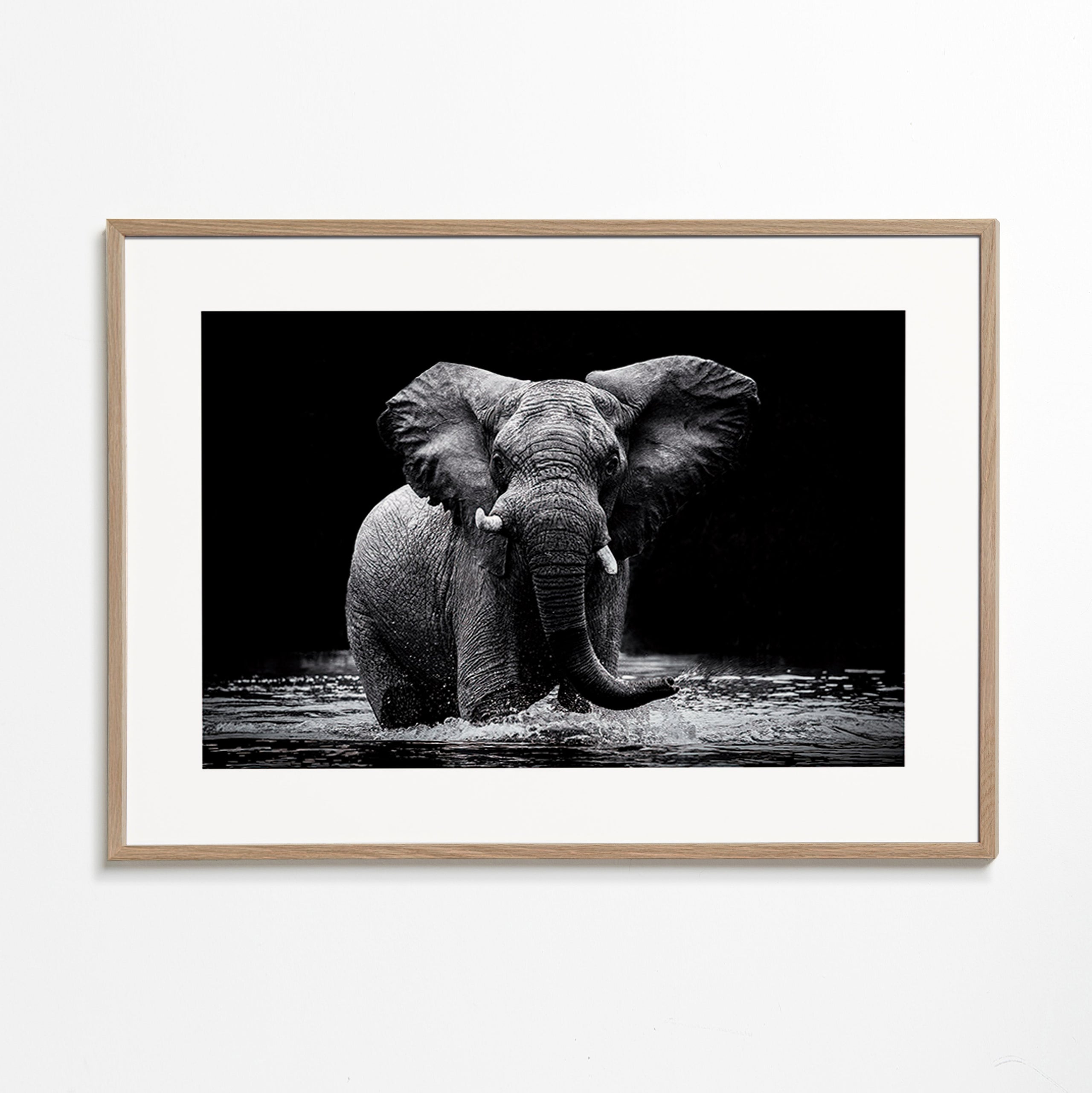 Cuadro elefante en agua, retrato en blanco y negro – Oak Frame