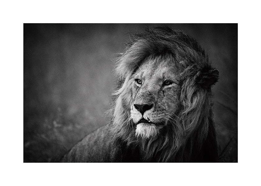 Cuadro león en retrato cinematográfico