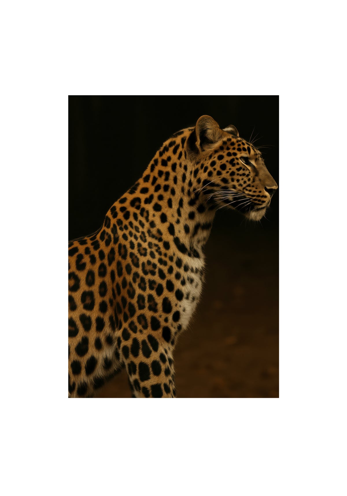 Leopard Profile - Unframed art print