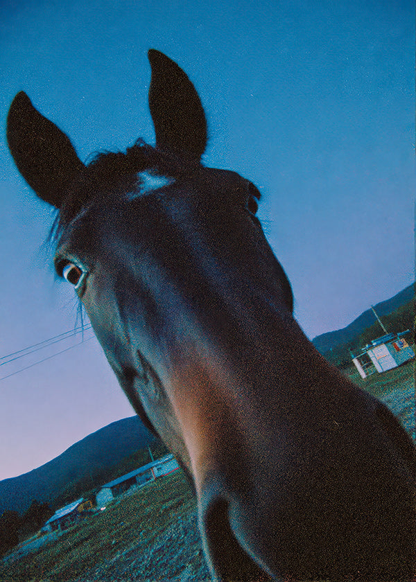 Œuvre cheval gros plan nocturne