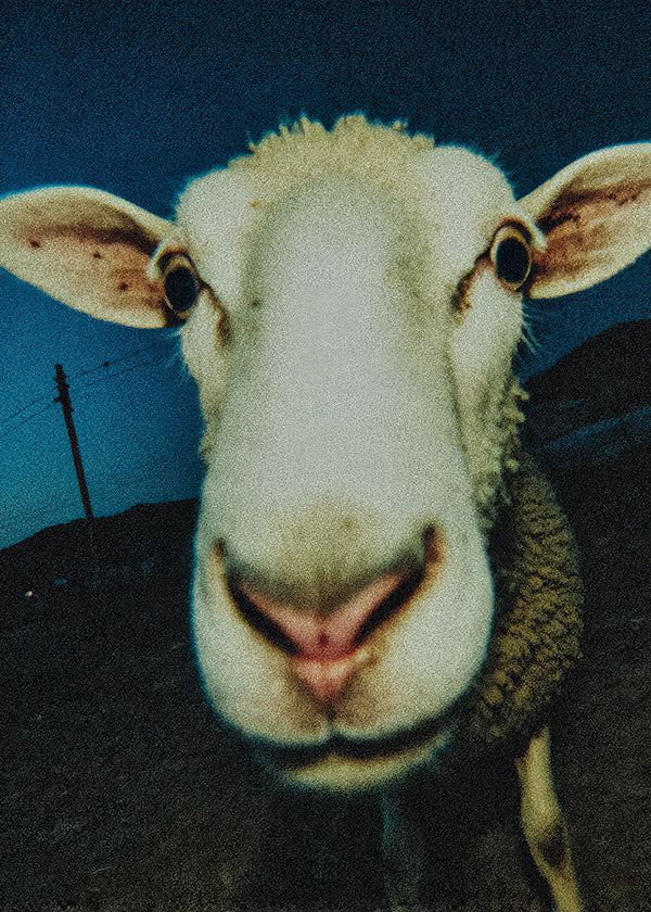 Portrait de mouton en gros plan