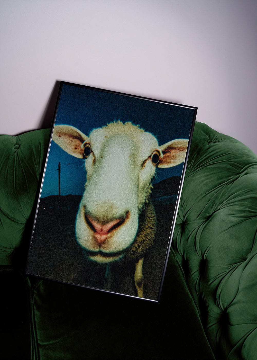 Portrait de mouton en gros plan