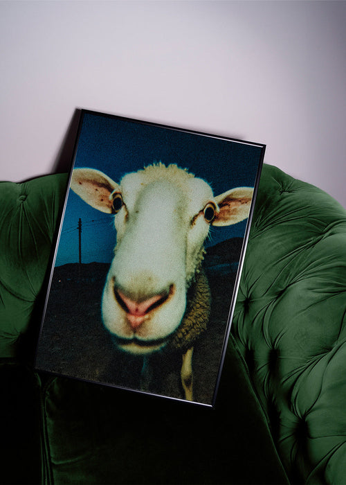 Portrait de mouton en gros plan
