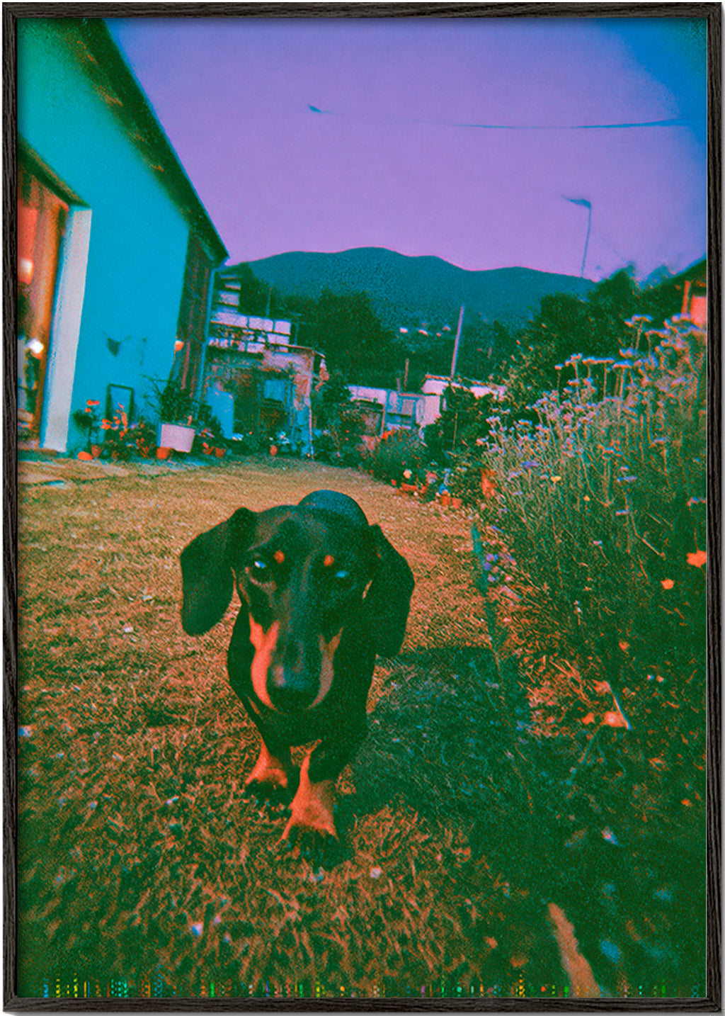 Photographie de chien au crépuscule